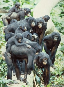 bonobo group (photo credit: Takeshi Furuichi)