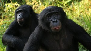 bonobo (photo credit: npr)